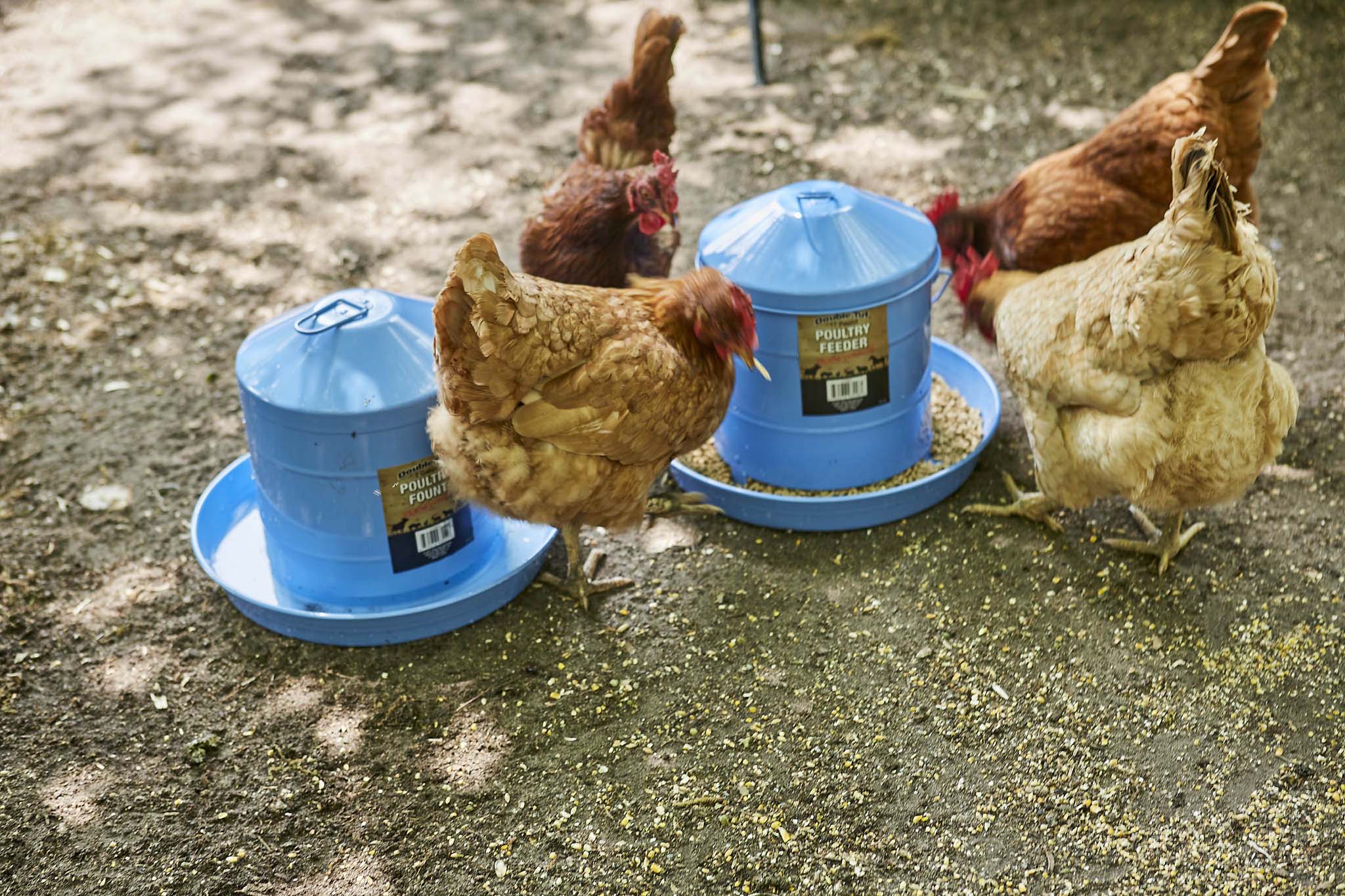 Galvanized Painted Poultry Fount - Image 3