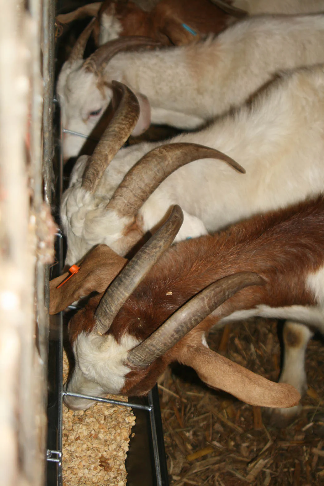 9 Quart Hook Over Goat Trough - Image 5