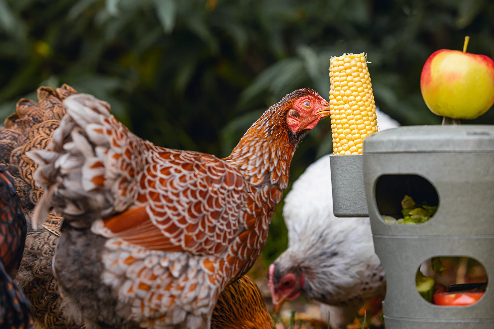 Chicken Feed Tower - Image 5