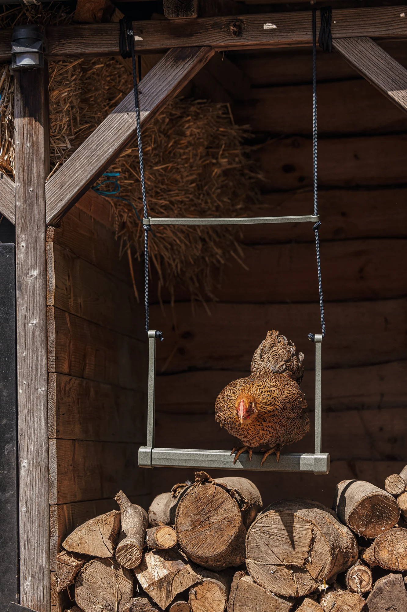 Chicken Swing - Image 3