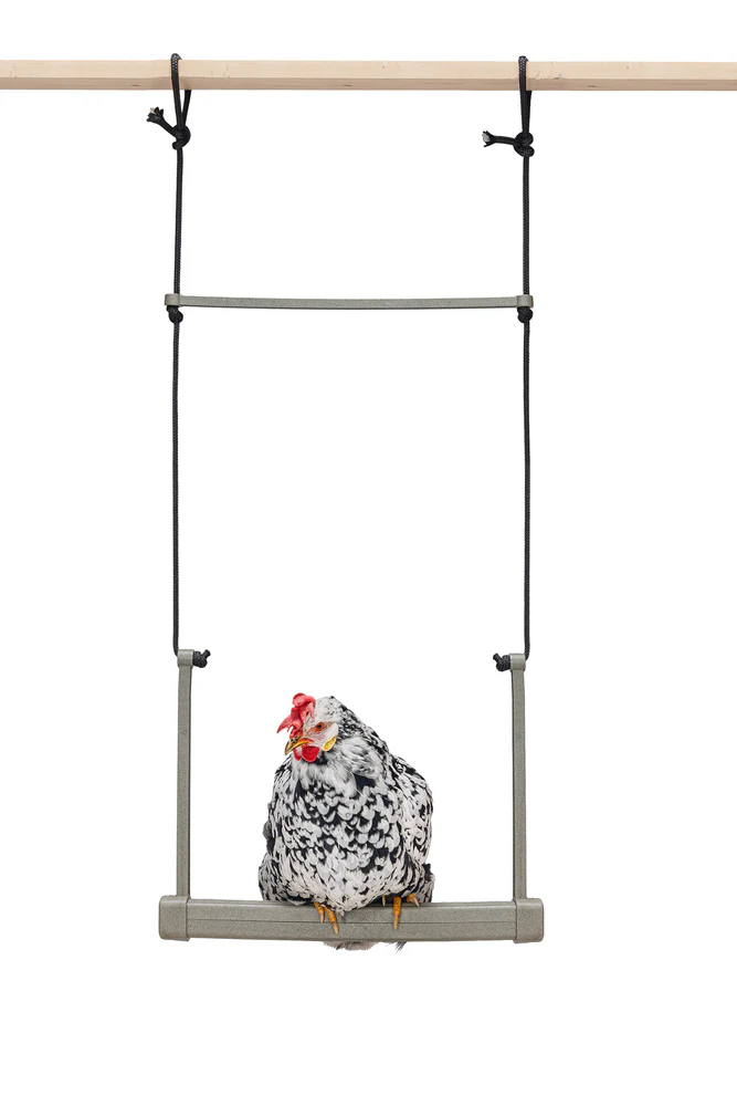 Chicken Swing - Image 4