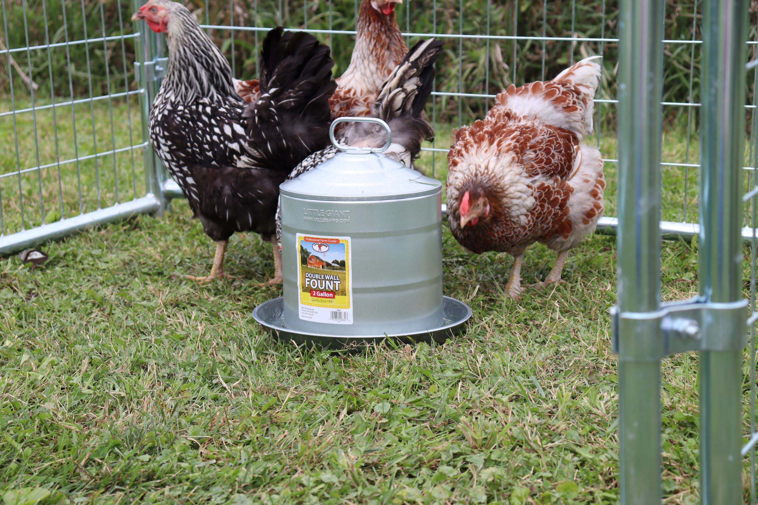 Double Wall Metal Poultry Fount - Image 3