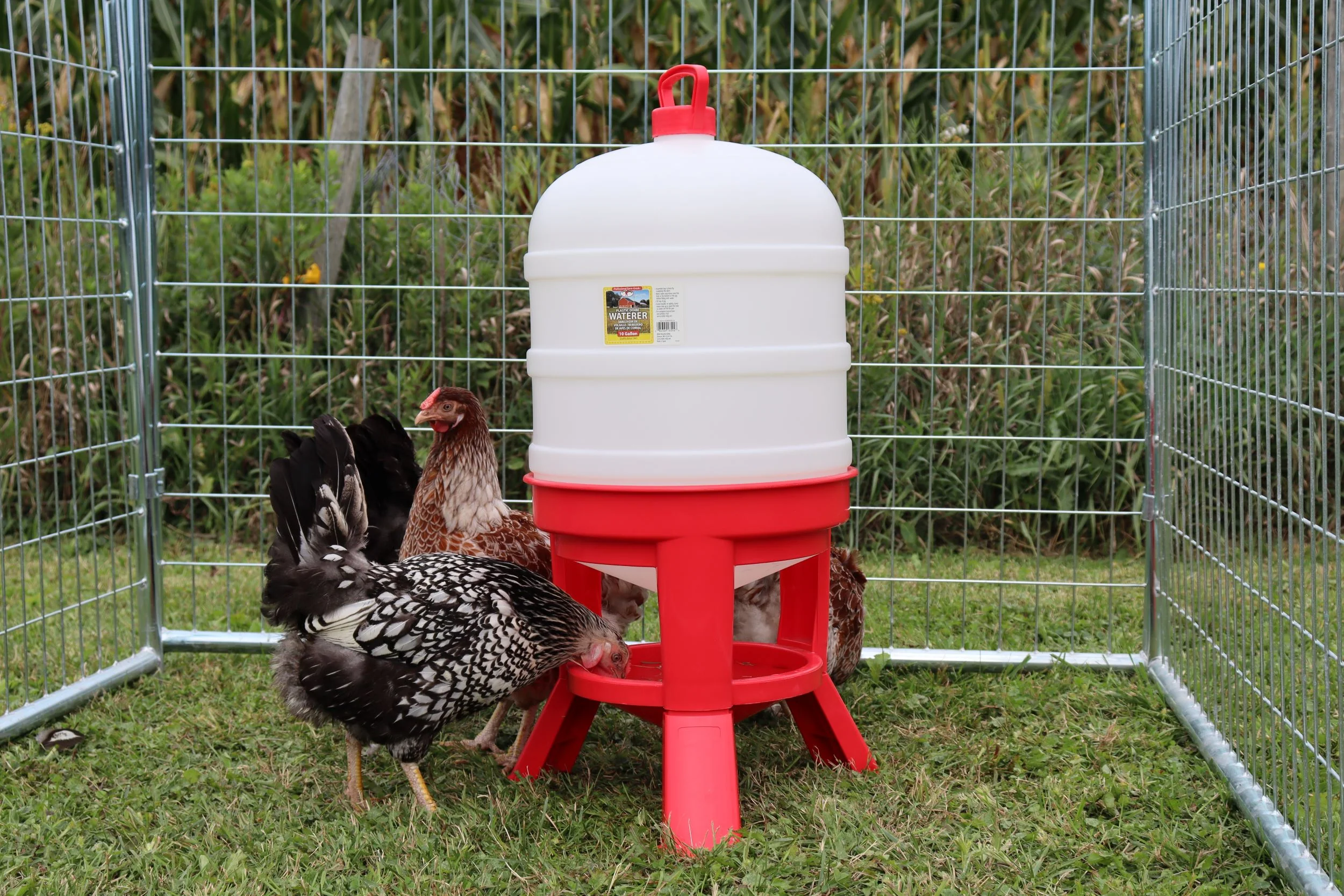 Plastic Dome Waterer - Image 4